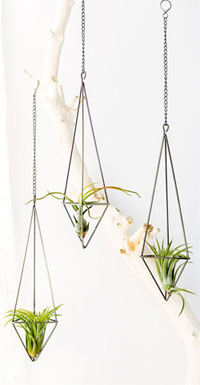 Hanging Air Plant Holders for the Bathroom