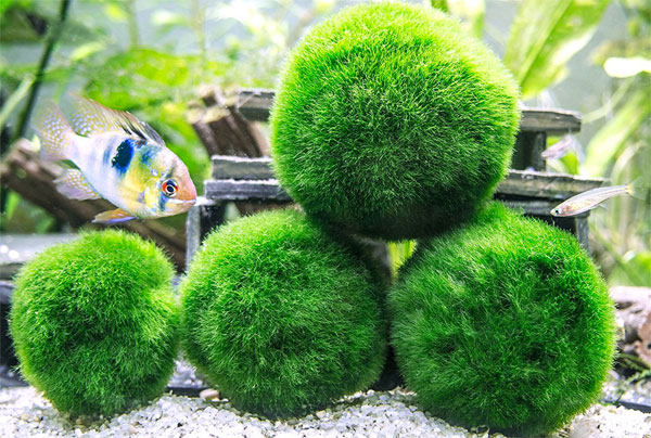 Living Algae Marimo Moss Balls Water Plants