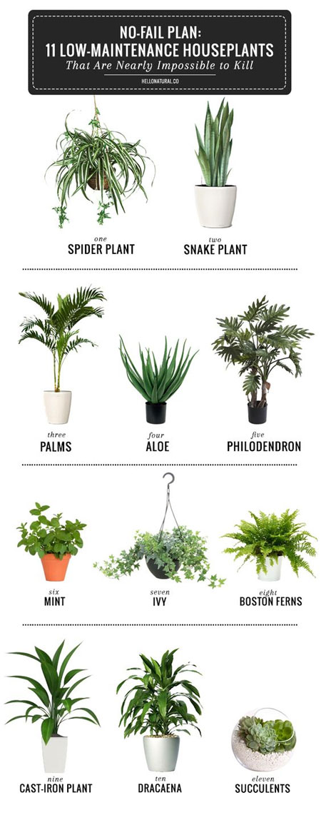 Best Plants for Bathroom Decor - and My Favorite...